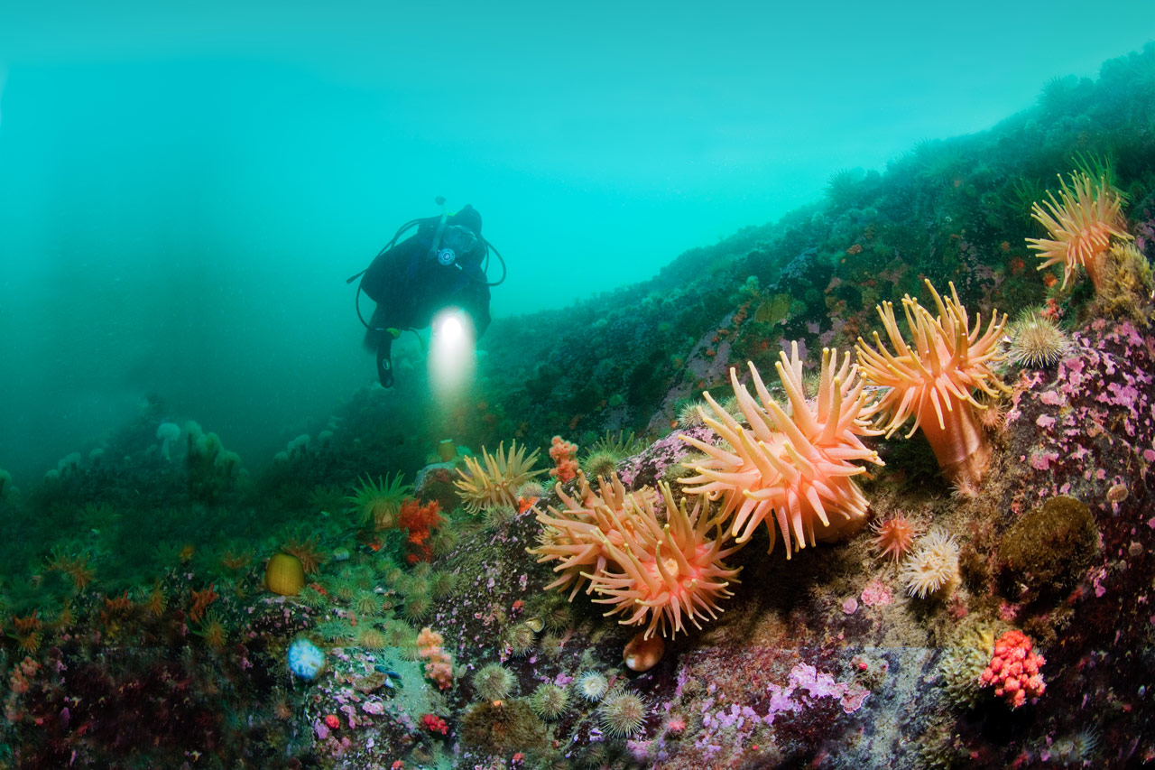 La plongée sous-marine inspirée de la nature - Sépaq
