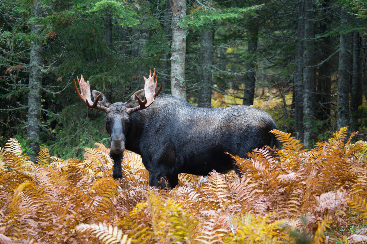 Chasse contingent e l orignal ce qu il faut savoir S paq