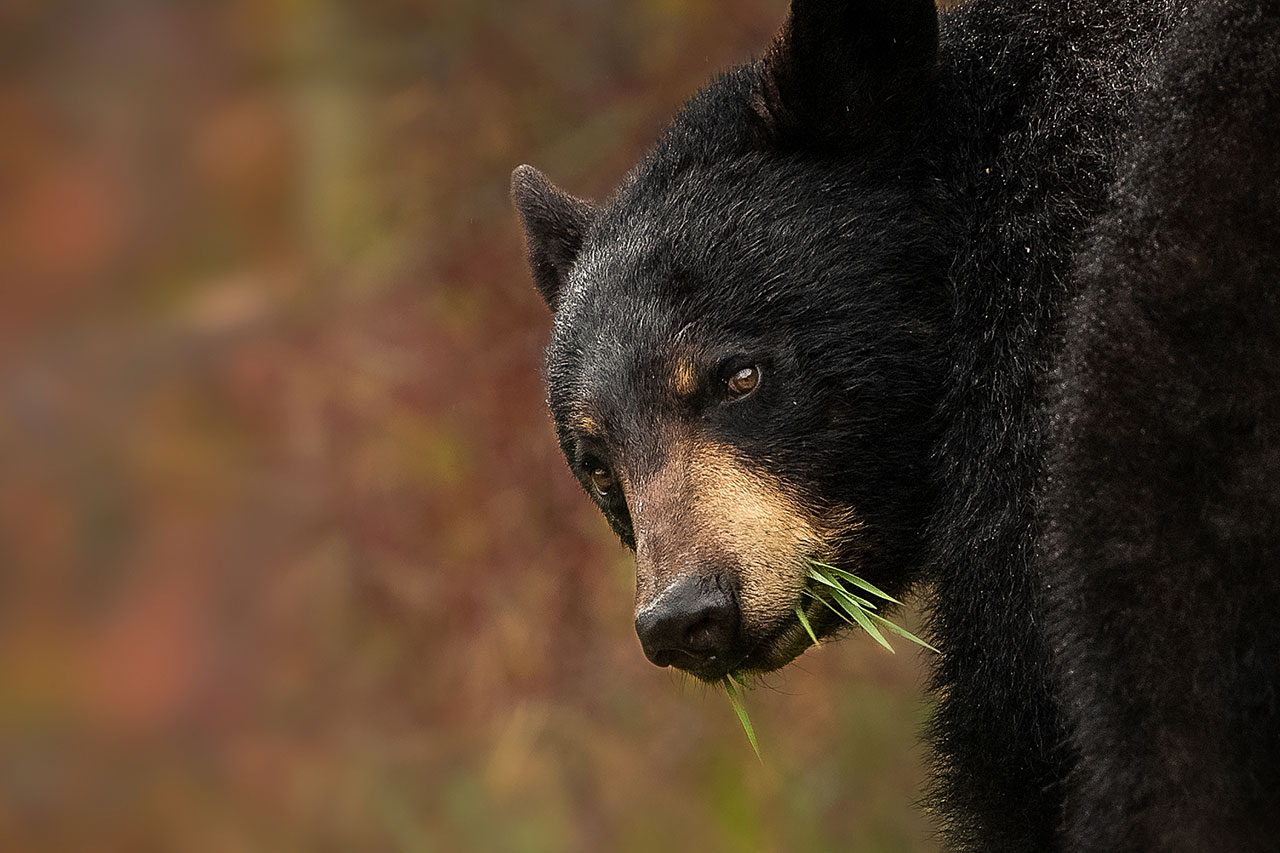 Chasse à l'ours : comment évaluer un spécimen de belle taille? - Sépaq