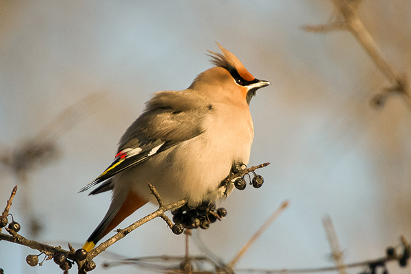 Petit guide d'observation des oiseaux en hiver - Sépaq