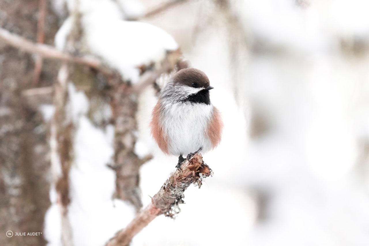 Petit guide d'observation des oiseaux en hiver - Sépaq