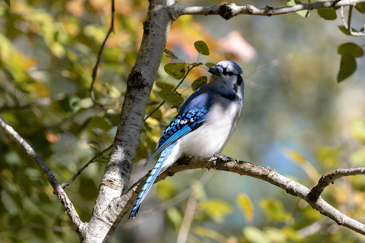 L'observation d'oiseaux en Gaspésie, Blogue