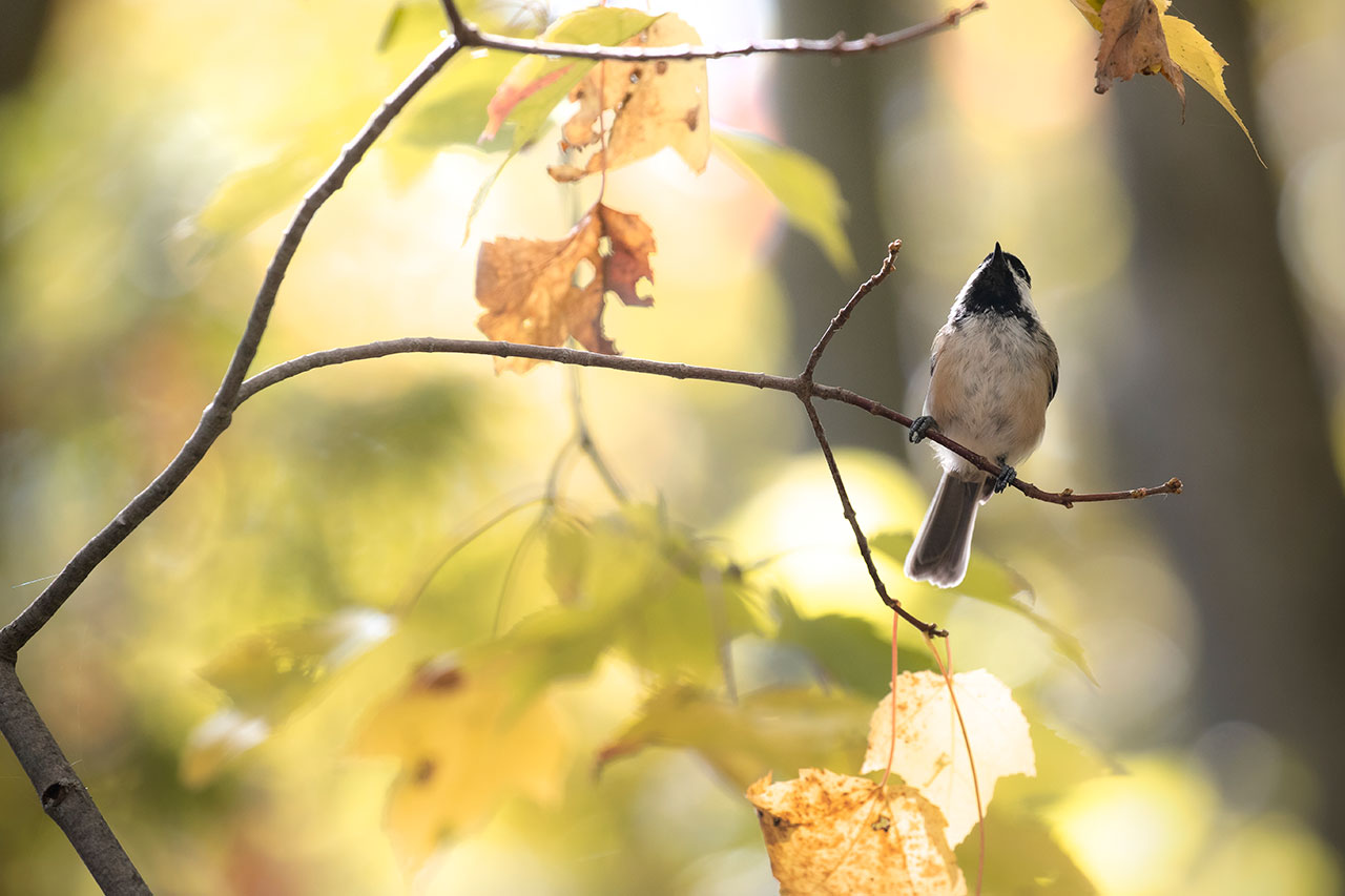 L'oiseau était Perché Sur Une Barrière Décorée De L'observation Des Oiseaux  De Mot Photo stock - Image du jaune, faune: 44073848