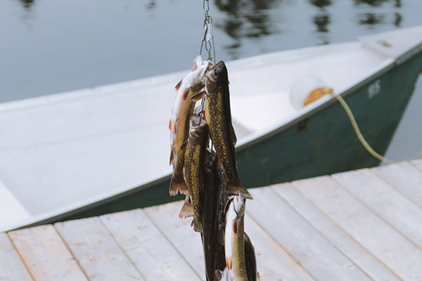 La pêche pour les nuls : bien débuter la pêche à la carpe - Courrier picard