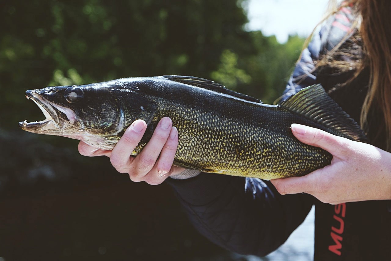 La pêche le long du Loir, une rivière pleine de diversité et riche en  poissons