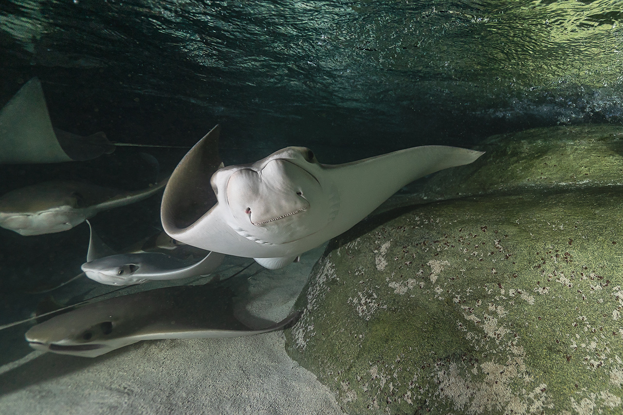 Aquarium du Québec