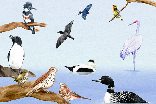 La Beauce: une destination de choix pour l'observation d'oiseaux