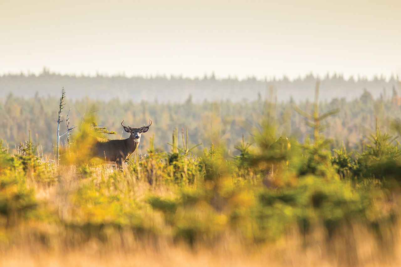 Une saison de rêve pour les chasseurs à Anticosti