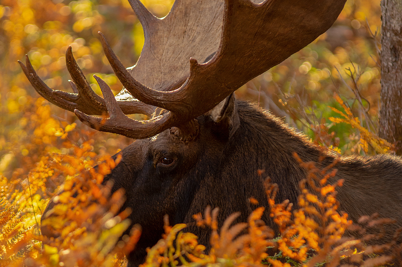 Tirage Au Sort Orignal Nouveau brunswick Non Resident 2022 Tirages au sort - Chasse, pêche, terrains de villégiature - Sépaq